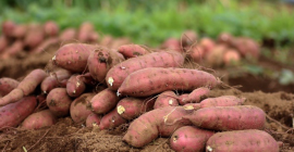 Podemos conseguirle las mejores batatas en cualquier cantidad que
