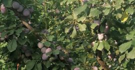 Vendo ciruelas comestibles a 5 lei el kg.