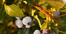 Venderé arándanos orgánicos con certificado de agrobiotest Cantidad a