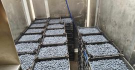 Hola, tengo a la venta bluecrop recién cosechado, cal.
