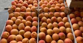 Vendemos ciruelas frescas. Para cualquier información adicional, puede contactar