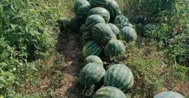 ¡Hola! ¡Somos productores de sandía con 25 años de