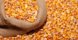 Exportaciones agrícolas de alta calidad: maíz, granos, semillas de