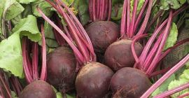 ¡Venta de remolacha! Para más detalles, llame al número