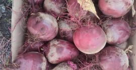 Vendo remolacha roja, variedad agua, preparada a pedido, precio