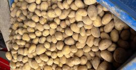 Hola, tengo papas en una bolsa grande y en