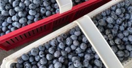 Arándanos grandes y dulces, sin fertilizantes ni fumigaciones.