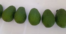 Aguacate Fresco origen Hass Perú o Colombia Todos los