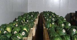 Fresh Avocado Hass origin Peru or Colombia All calibers