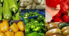 Fresh Limes Tahiti Colombia All calibers available Packaging: 4,5kg