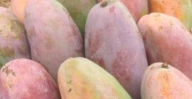 Anuncio de exportación de Fair21 Ahora tenemos egipcio fresco