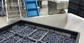Vendemos arándanos, variedades americanas, certificadas Global GAP. Nuestra granja