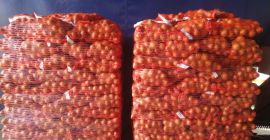 Vendo cebollas amarillas envasadas en sacos de 15 kg.