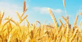 Cultivamos trigo, trigo duro, maíz, cebada y colza en