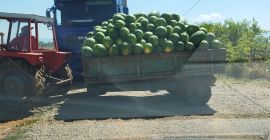 La mejor sandía de la región. Dulce y fresco.