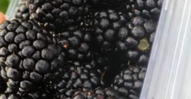 A partir de hoy tenemos moras dulces y sabrosas