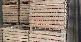 Cebolla negra de la variedad Croket (para almacenamiento a