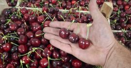 Cebollas "Pogačar" (Stuttgarter Reisen) envase blando 10 kg. ¡Empaquetado