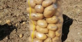 Patatas variedad spunta .. de marruecos todo los caliber