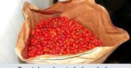 Vendo amapolas congeladas ¡Calidad garantizada 40 toneladas, envasadas en