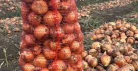 Nuestra empresa vende cebollas amarillas directamente del productor para