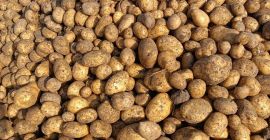 Papas clase extra, variedad galla (variedad elite, muy ricas)