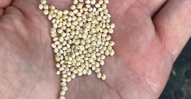 Mijo italiano blanco puro seco. Correo electr&oacute;nico: info@fratellirosetti.it