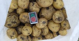 Hola. Ofrecemos patatas de calidad extra de Ucrania. Embalaje