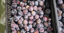 Venderé 800 kg de ciruelas Lepotica Tamaño 32+ Embalaje