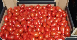 Venderé tomates cherry, dátiles y una mezcla de 4