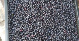Venderé cantidades al por mayor de bayas del bosque