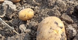 Somos productores de patatas de Polonia. Ofrecemos patatas TAJFUN,