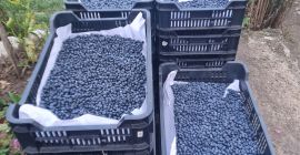 Vendo arándanos cultivados a 5 euros el kg.