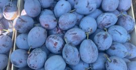 Ofrecemos ciruelas de calidad para consumo, aguardiente y procesamiento.