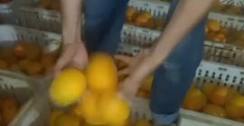 Naranjas de zumo de Marruecos .. variedad.maroc Lat