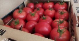 Tenemos a la venta un camión lleno de tomates,