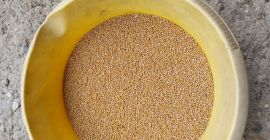 Mostaza blanca seca, muy buena capacidad de germinación.