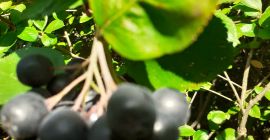 Aronia, arándanos americanos - Recogidos a mano (¡0 fertilizantes!)