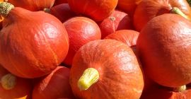 Vendo calabaza Hokkaido, limpia y sin defectos, lista para