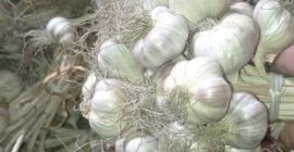 Hola, tengo a la venta 600.000 piezas de ajos