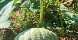 hola,[teléfono]emos una buena cosecha de unas dulces calabazas redondas