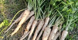 Vendo perejil bonito, recién cortado, variedad arat, por encargo