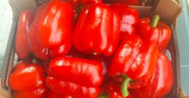 Vendo pimientos rojos de clase I y II. Si
