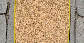 Mijo amarillo 2024 seleccionado limpiamente 25 toneladas 0,4€/kg Serbia,