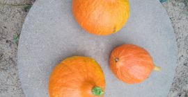 Venta de calabazas Hokaido. Precio 3,50 el kilo. Por