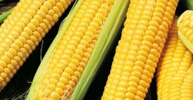 Compro maíz dulce en grandes cantidades Más detalles por