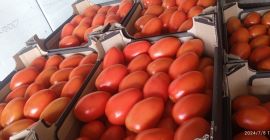 Venderé tomates pera a cubierto. Embalado en caja de