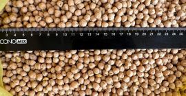 Venderemos garbanzos de calibre +6 +8.Calidad SORTEX.Por favor cotizar