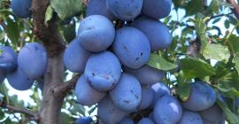 La explotación agrícola Voce Ciric Gola Glava produce desde