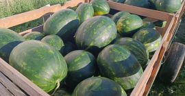 Vendo SANDÍA polaca. Varias variedades, Melia, Karistan, Splendor, Mirsini.